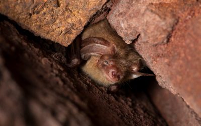 Vleermuizen en na-isolatie: hoe bescherm je je huis én de natuur?