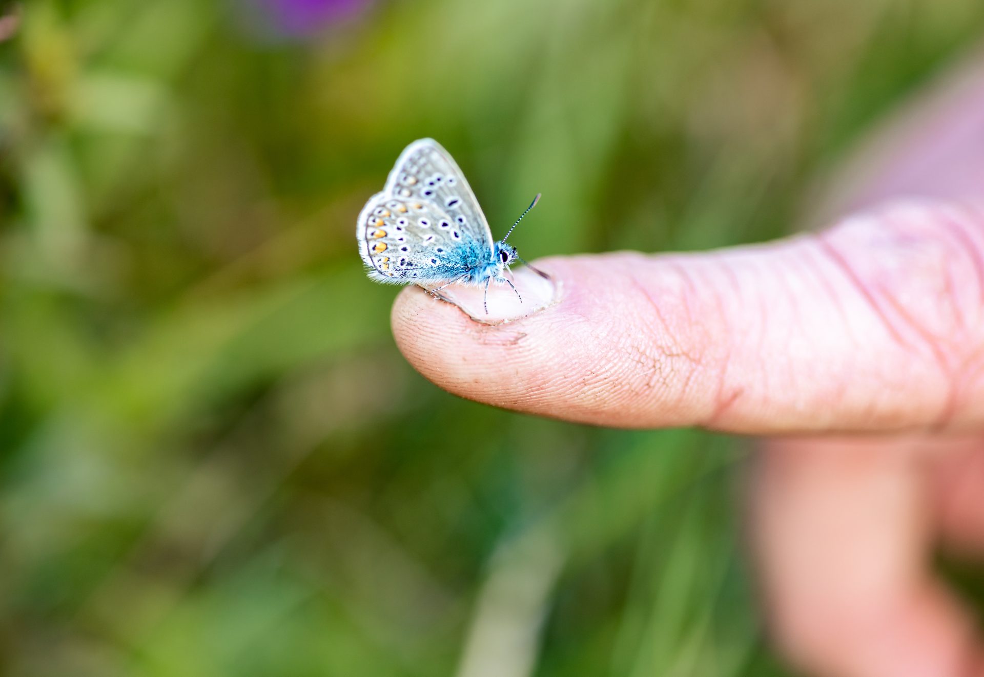Ecologisch advies - vogels