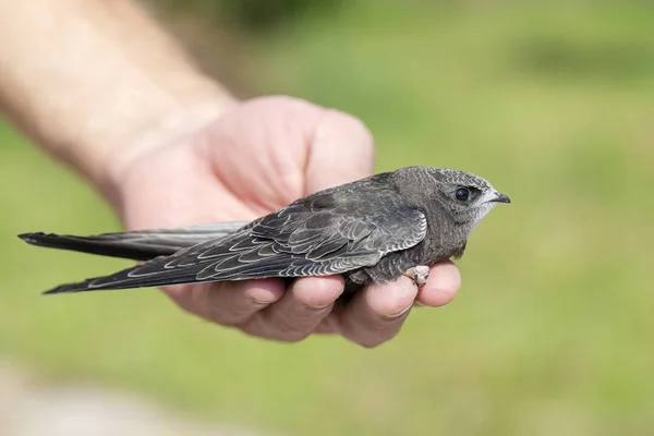 Ecologisch advies - vogels