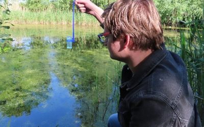 eDNA-onderzoek naar de kamsalamander